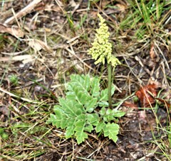 Sceptridium multifidum