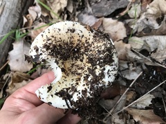 Russula delica