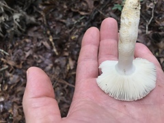 Russula parvovirescens