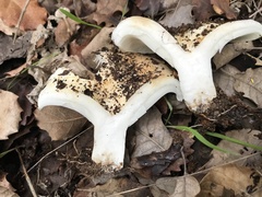 Russula delica