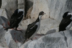 Leucocarbo atriceps