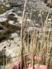 Austrostipa stipoides