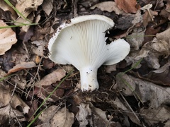 Russula delica