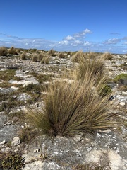 Austrostipa stipoides