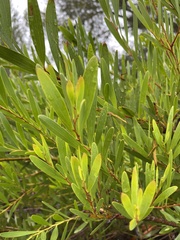 Acacia longifolia