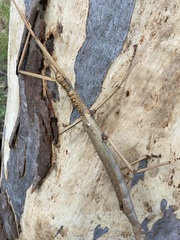 Acrophylla enceladus