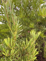 Acacia longifolia
