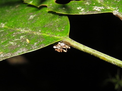 Stephanorhynchus curvipes