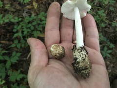 Amidella