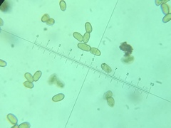 Amidella