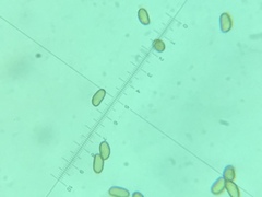 Amidella
