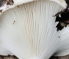 Russula delica