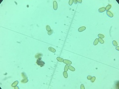 Amidella