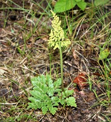 Sceptridium multifidum