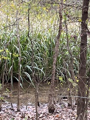 Zizaniopsis miliacea