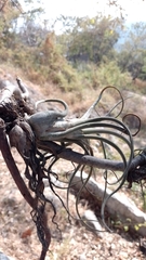 Tillandsia caput-medusae