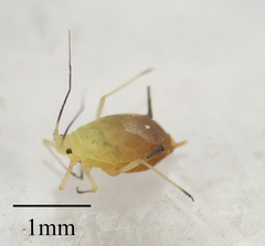 Aphis coreopsidis
