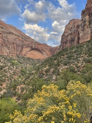 Ericameria linearifolia