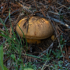 Suillus variegatus