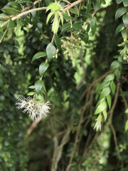 Metrosideros colensoi