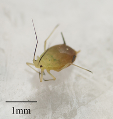 Aphis coreopsidis
