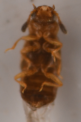 Omaliinae