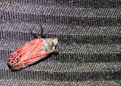 Mahanarva rubripennis