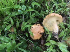 Cantharellus velutinus