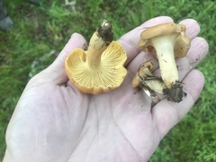 Cantharellus velutinus
