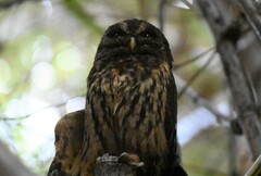 Strix virgata