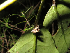 Stephanorhynchus curvipes