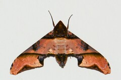 Amplypterus panopus