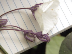 Lycianthes pilifera