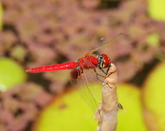 Aethriamanta circumsignata