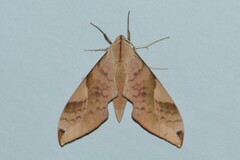 Clanis bilineata