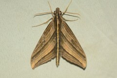 Elibia dolichus