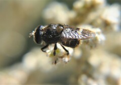 Copestylum alberlena