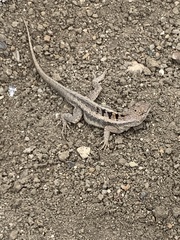 Microlophus occipitalis