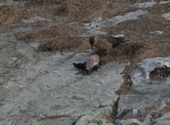 Stercorarius chilensis