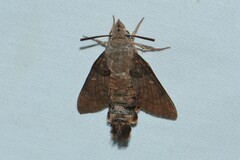 Macroglossum affictitia