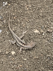 Microlophus occipitalis