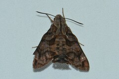 Macroglossum corythus