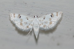 Parapoynx stagnalis