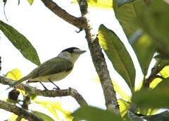Pachyramphus viridis