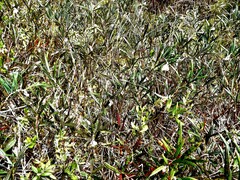 Andromeda polifolia latifolia