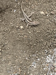 Microlophus occipitalis