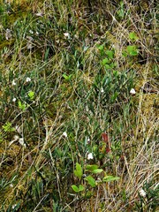 Andromeda polifolia latifolia