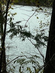 Robinia pseudoacacia