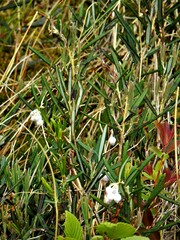 Andromeda polifolia latifolia