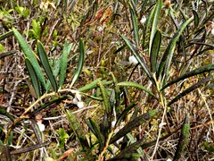 Andromeda polifolia latifolia